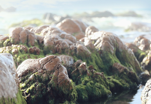 Closer rocks and alga